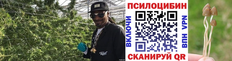 Псилоцибиновые грибы прущие грибы  Фатеж 